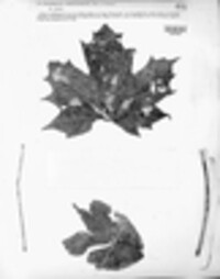 Hypoderma rubi image